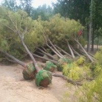 供全冠土球法桐，白蠟，太陽李，垂柳，臭椿，毛白楊，絲棉木