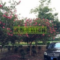 成都紫薇 四川紫薇 大紅紫薇價(jià)格