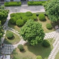 美國(guó)紅楓價(jià)格，意楊價(jià)格，馬褂木價(jià)格