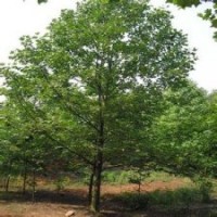 南京是馬褂木樹苗購買首選地20公分馬褂木苗圃苗.馬褂木價(jià)格