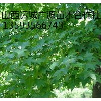 出售5-7公分五角楓、低價(jià)優(yōu)惠供應(yīng)五角楓