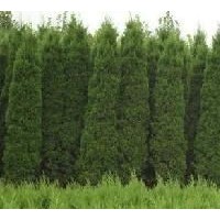 出售3米蜀儈、大量低價(jià)優(yōu)惠供應(yīng)蜀儈