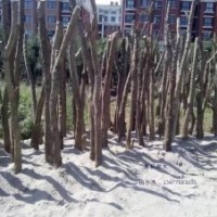 對節(jié)白蠟下山苗 對節(jié)白蠟下山樁 裸根對節(jié)白蠟下山樁