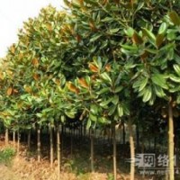 湖北廣玉蘭 價(jià)格 行情 資訊 小苗荊門廣玉蘭 精品廣玉蘭