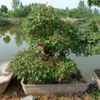 移栽三角楓湖北三角楓 三角楓價(jià)格 全冠三角楓