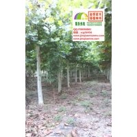 16、17、18公分一年帽法桐最新價格