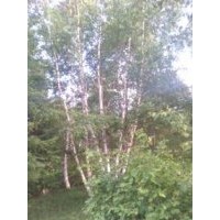供應(yīng)白樺