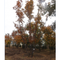 供應(yīng)叢生五角楓