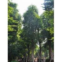 供應(yīng)：子母樹