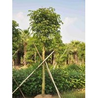 供應(yīng)：秋楓