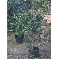 供應(yīng)：紅果仔