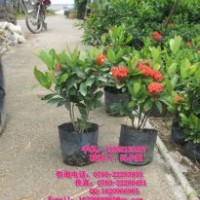 供應(yīng)：龍船花