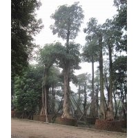 供應(yīng)：盆架子