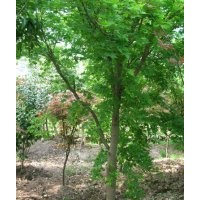 農(nóng)戶供應(yīng)玉蘭，雞爪槭，五針松等