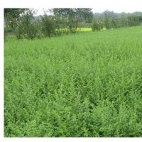 秋季苗圃地供應(yīng)大量小葉女貞及其造型，價(jià)格便宜，歡迎客戶來電！