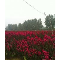 紫薇花，櫻花樹，大葉女貞，桂花樹，便宜了苗木