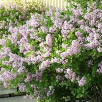 5-8年生紫丁香高0.3-200公分