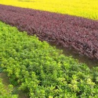 供應(yīng)多種果樹(shù)苗木，占地苗，工程苗木