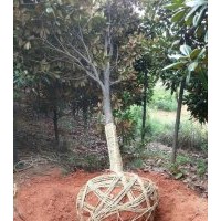 5公分廣玉蘭/8公分廣玉蘭/10公分廣玉蘭