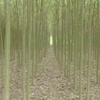 苗圃直銷4公分5公分6公分黃皮垂柳價格