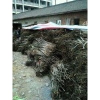 核桃苗，皂角苗，櫻桃苗，石榴苗等果樹(shù)苗