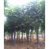 湖南截桿欒樹12公分3米截桿欒樹報價 益陽綠鑫園林