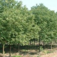 長期供應(yīng)香樟價格 苗圃8-15公分香樟價格 香樟價格