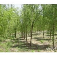 米徑10-15公分垂柳價(jià)格 南京垂柳報(bào)價(jià) 垂柳價(jià)格