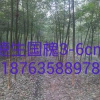 速生國槐3-5公分