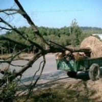 苗圃移植25公分樸樹價(jià)格全冠多桿叢生樸樹價(jià)格市場行情