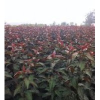 供應(yīng)海棠苗，嫁接的海棠苗，海棠樹