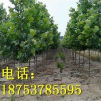 5公分法桐山東法桐基地