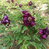 大量白皮松出售