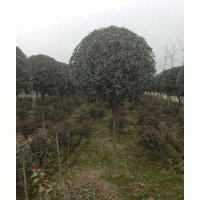 四川高桿桂花，四川高桿桂花價格