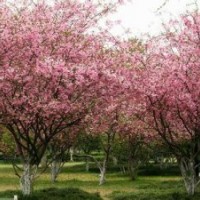 海棠樹苗_海棠樹苗價(jià)格