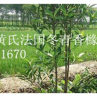 蘇州張家港地區(qū)供應(yīng)2米法國(guó)冬青