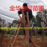 油茶樹嫁接茶花服務(wù)、提供茶花枝條