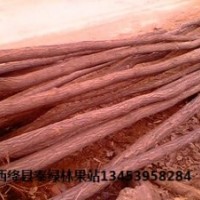 優(yōu)質(zhì)刺槐 刺槐價格 質(zhì)優(yōu)價廉