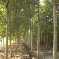 山東利宏種植基地出售優(yōu)質(zhì)法桐扦插條