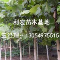 供應(yīng)山東濟寧20公分造型法桐最新技術(shù)培訓(xùn)