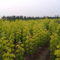 金葉復(fù)葉槭