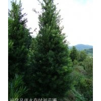 造型羅漢松，泉州羅漢松基地，永春羅漢松苗圃，廈門羅漢松管理，