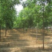 供應(yīng)8-14公分北欒、5-14公分大葉女貞、白蠟