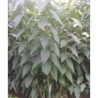 低價供應(yīng)臘梅、木繡球、木槿、紫荊、月季等綠化苗