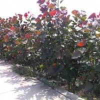 四川溫江3000余株紅葉楊急售