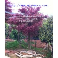 湖南綠化苗木價格分析湖南嫁接紅楓10--18公分