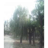 苗木綠化供應(yīng)國槐、速生柳、造型法桐、白臘、皂角，垂柳，櫻花，
