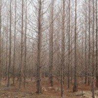 10公分水杉價格12公分水杉價格15公分水杉價格