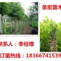 處理河北廊坊米徑6公分法桐價(jià)格|米徑8公分法桐價(jià)格