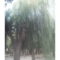 白蠟 垂柳 法桐 合歡 國槐等綠化苗木